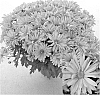 Chrysanthemum%20x%20morifolium%20%27CIDZ0011%27