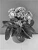 Kalanchoe%20blossfeldiana%20%27Don%20Basco%27