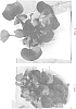 Eichhornia%20crassipes%20%27Johann%20Schoofs%20Sen.%27