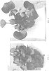 Eichhornia%20crassipes%20%27Johann%20Schoofs%20Sen.%27