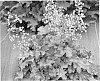 Heuchera%20sp.%20%27Root%20Beer%27