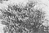 Distylium%20plant%20named%20%27PIIDIST-II%27