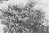 Distylium%20plant%20named%20%27PIIDIST-II%27