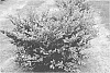 Distylium%20plant%20named%20%27PIIDIST-I%27