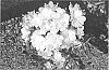 Azalea%20plant%20named%20%27Stewla%231%27