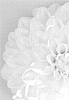 DAHLIA%20PLANT%20NAMED%20%27DAATTEN%27