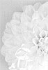 DAHLIA%20PLANT%20NAMED%20%27DAATTEN%27