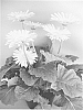 Gerbera%20plant%20named%20%27UFGE%207023%27