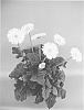Gerbera%20plant%20named%20%27UFGE%207032%27