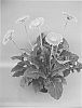 Gerbera%20plant%20named%20%27UFGE%207034%27