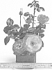 Rosa%20hybrida%20%27WEKplalajaro%27