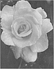 Rosa%20hybrid%20%27GRAsuper%27