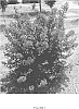 Lagerstroemia%20L.%20%27PIILAG-III%27