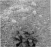 Geum%20hybrid%20%27Fire%20Storm%27