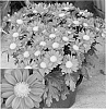 Chrysanthemum%20x%20morifolium%20%27CIDZ0016%27
