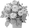 Dahlia%20variabilis%20%27Fidahhyprobico%27