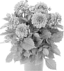 Dahlia%20variabilis%20%27Fidahhyplav%27