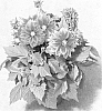 Dahlia%20variabilis%20%27Fidahlouis%27