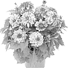 Dahlia%20variabilis%20%27Fidahhyppurbico%27