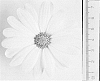 Osteospermum%20ecklonis%20%27DAOSTYVE%27