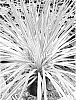 Cordyline%20australis%20%27Spricorfantasy%27