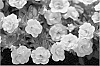 Calibrachoa%20hybrid%20%27KLECA09204%27