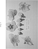Prunus%20persica%20L.%20Batsch%20%27SWEETREGAL%27