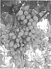 Vitis%20vinifera%20L.%20%27GREEN%20ONYX%27