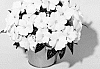 Impatiens%20hawkeri%20%27KLENI10117%27