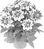 Dahlia%20variabilis%20%27Fidahflo%27