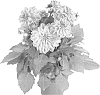 Dahlia%20variabilis%20%27Fidahtex%27