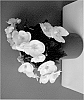 Begonia%20x%20hiemalis%20%27KRSSUWH01%27