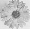 Osteospermum%20ecklonis%20%27DAOSNITTEN%27