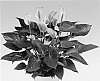 Anthurium%20andreanum%20L.%20%27Anthulyha%27