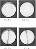 Pleurotus%20eryngii%20%27PLE-3%27