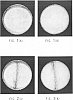 Pleurotus%20eryngii%20%27PLE-3%27