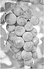 Grape%20plant%20named%20%27A-1710%27