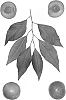 Interspecific%20Prunus%20species%20%27Sweet%20Pixie%27