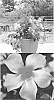 Mandevilla%20hybrida%20%27Sunpararosta%27