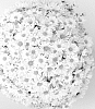 Chrysanthemum%20x%20morifolium%20%27Margo%20White%27