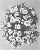 Verbena%20hybrida%20%27DVER70%27