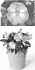 Impatiens%20hawkeri%20%27Vinfelecor%27