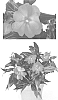 Impatiens%20hawkeri%20%27Vinfeleche%27
