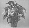 Medinilla%20hybrid%20named%20%27Ice%27