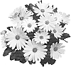 Osteospermum%20plant%20named%20%27SAKOST8202%27