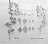 Scaevola%20humilis%20plant%20named%20%27PFS100%27