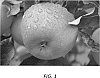 Malus%20domestica%20Borkh%20%27CH%20101%27