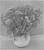 Gaillardia%20pulchella%20%27DGAL901%27