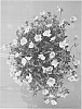 Portulaca%20oleracea%20%27DPAZ17%27