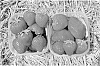 Strawberry%20plant%20named%20%27Cristina%27